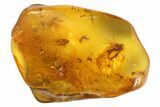 Fossil Fly Swarm (Diptera) In Baltic Amber #81704-1